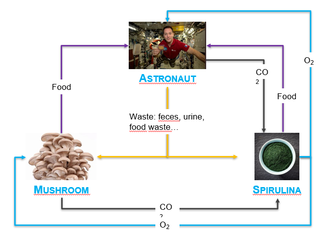 cycle de production